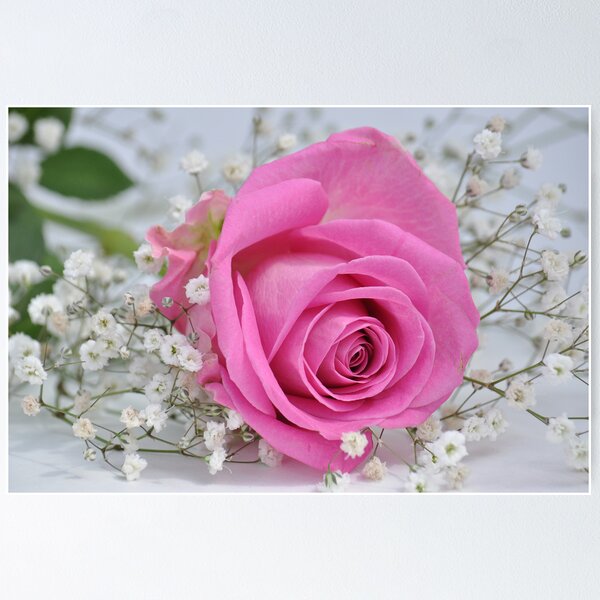 Item preview, Pink rose with gipsofilia  designed and sold by Jenny1611.