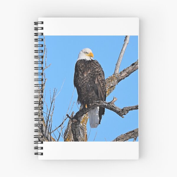 Item preview, Perched Bald Eagle designed and sold by NicoleFrederick.