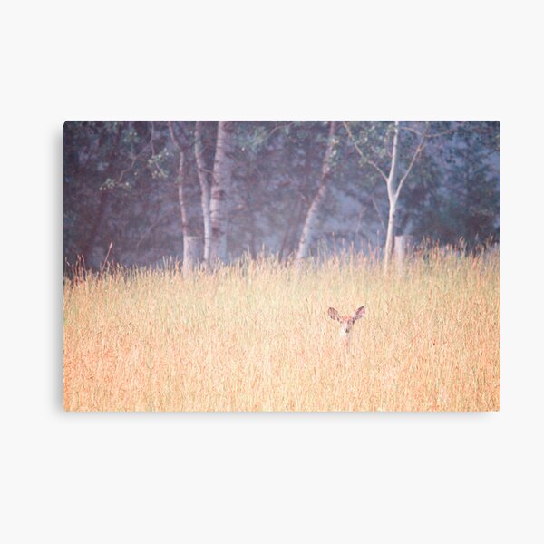 Good Morning Little Deer Canvas Print
