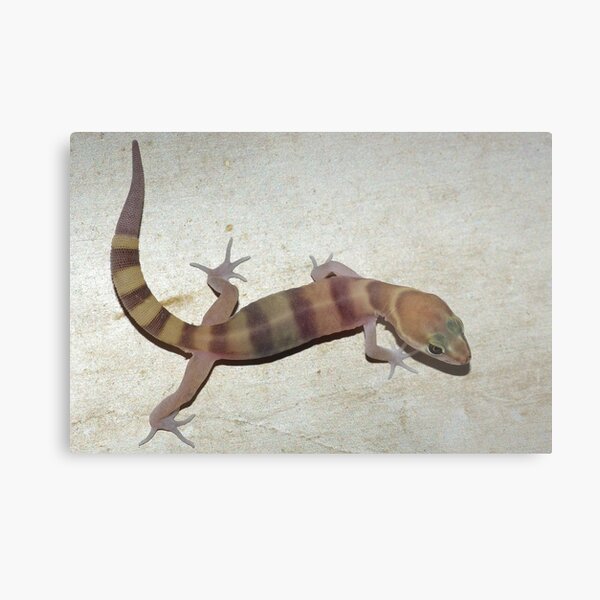 Tucson Banded Gecko Metal Print