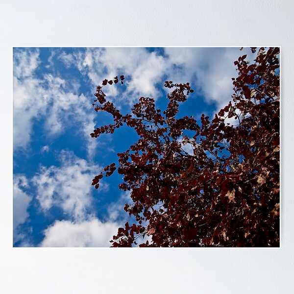 Item preview, Autumn Sky designed and sold by Denise Abé.