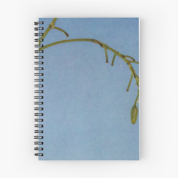 Item preview, A Dianella Flower    (Dianella tasmanica variegata) designed and sold by DPalmer.