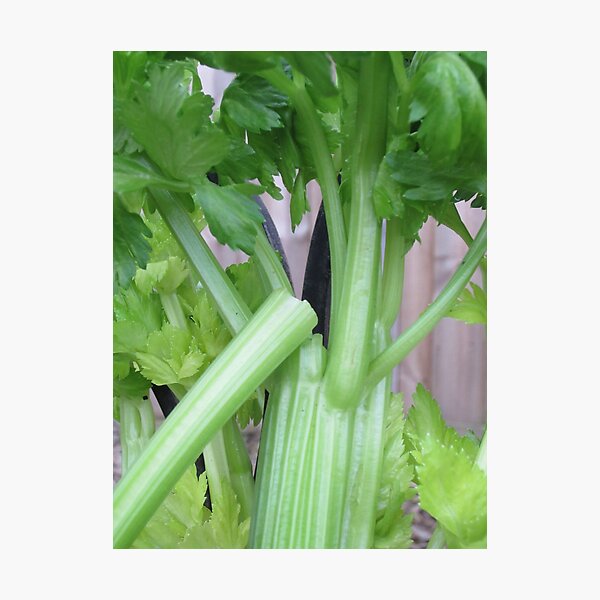 A Snap of Celery Photographic Print