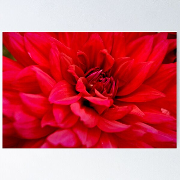Item preview, Red Dahlia designed and sold by Neha  Gupta.