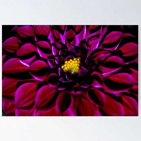 Item preview, Maroon Dahlia designed and sold by Neha  Gupta.