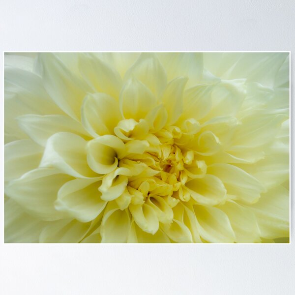 Item preview, Bright White Dahlia designed and sold by Neha  Gupta.