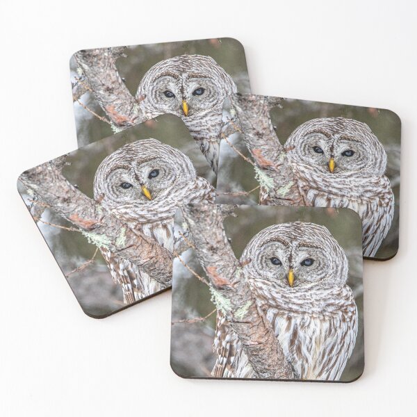 Item preview, Barred Owl designed and sold by Amy Louhela.