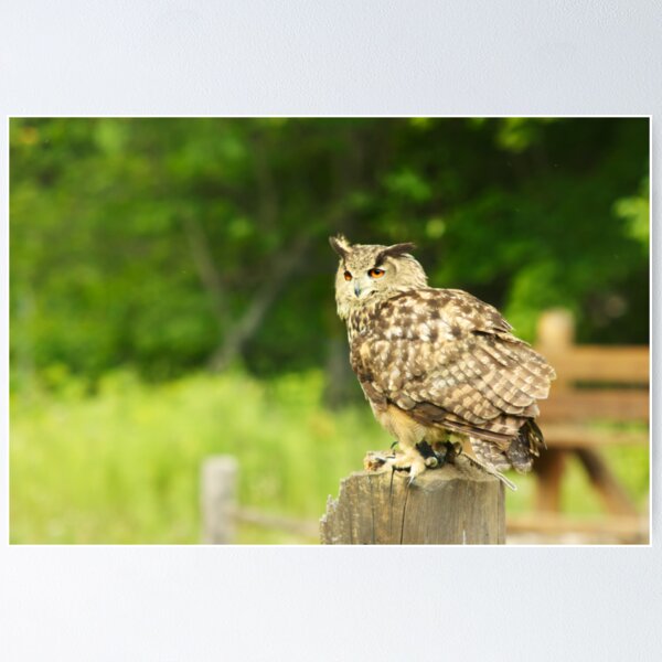 Item preview, Eurasian Eagle Owl - Parc Omega designed and sold by Josef Pittner.