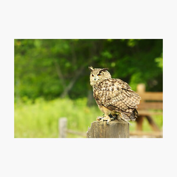 Item preview, Eurasian Eagle Owl - Parc Omega designed and sold by Josef Pittner.