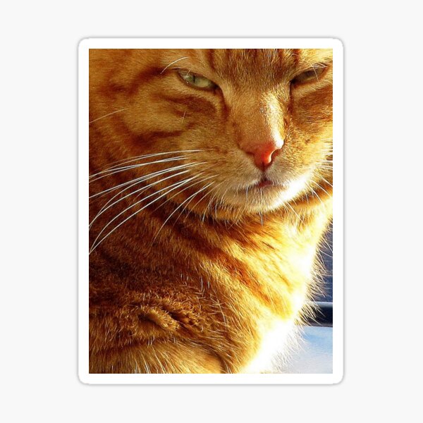 Aperçu de l'œuvre Garfield ... créée et vendue par ART22.