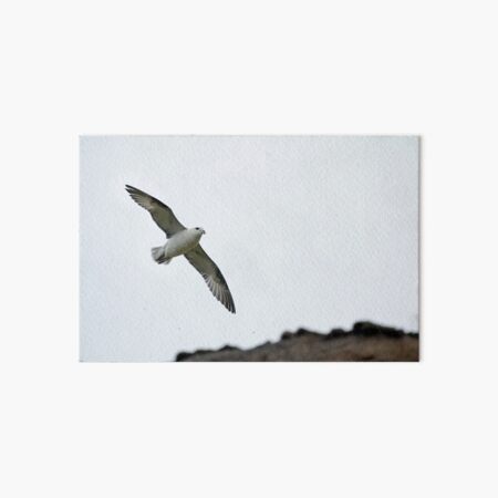 Item preview, Northern Fulmar and Cliffs designed and sold by Sue Robinson.