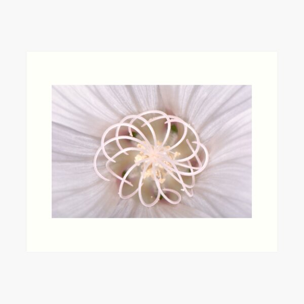 Spiral Art Print