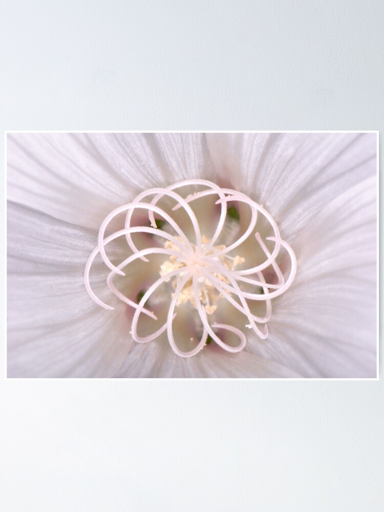 Thumbnail 2 of 3, Poster, Spiral designed and sold by Paul Eden.
