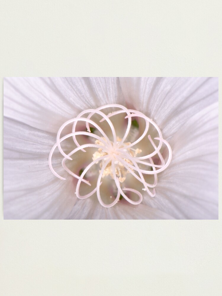 Alternate view of Spiral Photographic Print