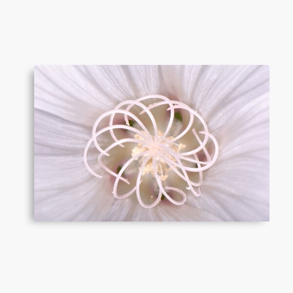 Spiral Canvas Print