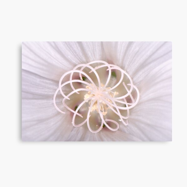 Spiral Metal Print