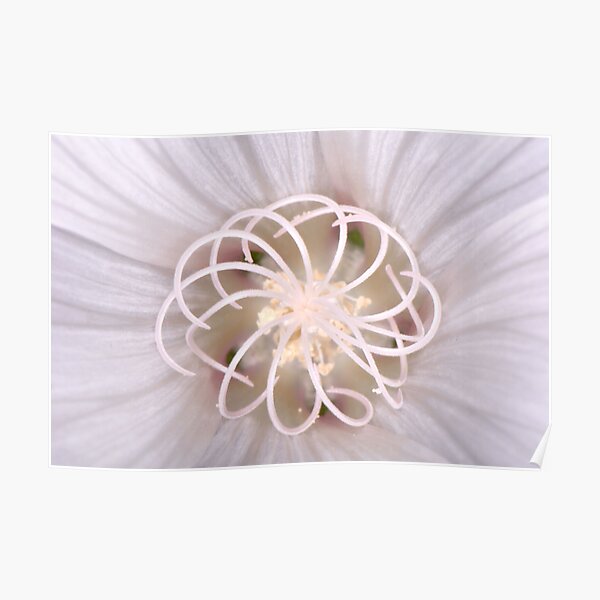 Spiral Poster