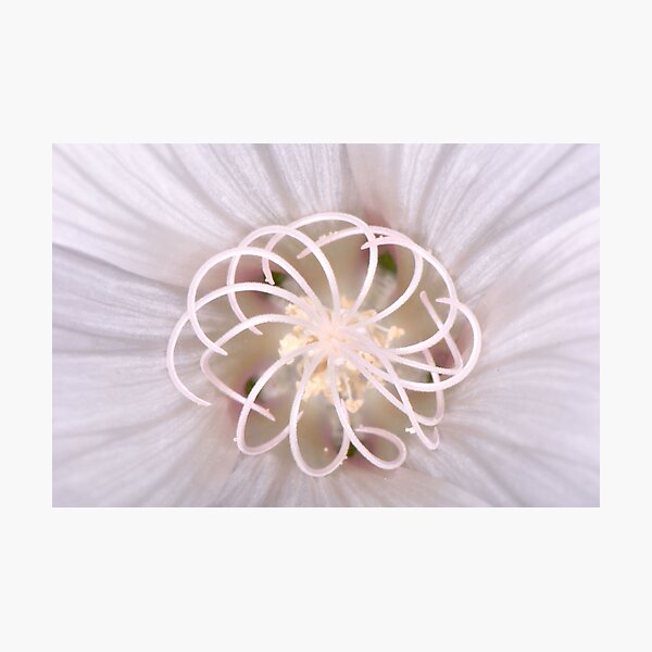 Spiral Photographic Print