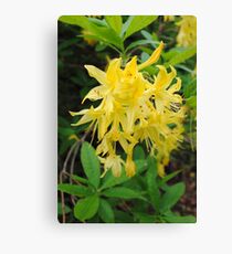 Flower, Inverewe Canvas Print