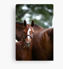 Aria Canvas Print