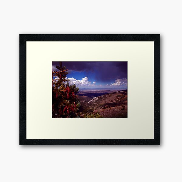 Pine Cone Show Framed Art Print