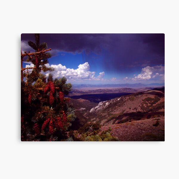 Pine Cone Show Canvas Print