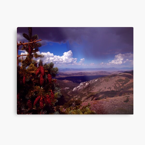 Pine Cone Show Metal Print