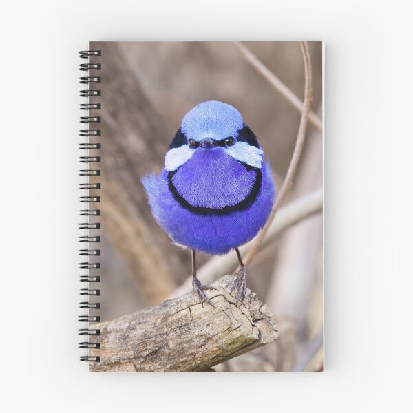 Item preview, Splendid fairy Wren, Perth Western Australia designed and sold by Marc Russo.