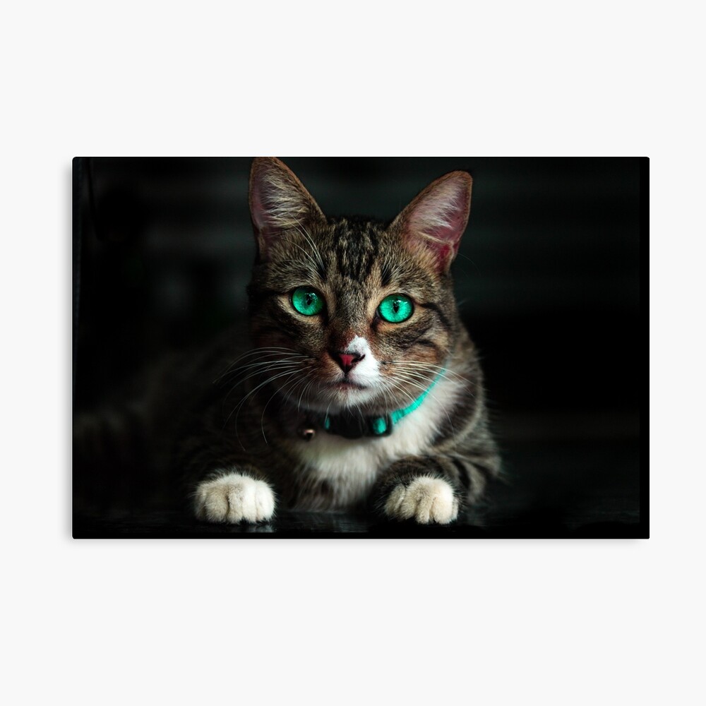 Impression Metallique Pour Les Amoureux Des Chats Visage De Chat Chat Drole Mignon Meme Dessin Anime Enfants Linux Nerd Animaux Noir Geek Par Adnan2229 Redbubble