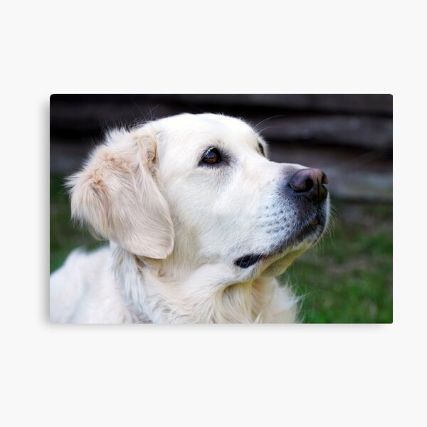 Phoebe Canvas Print