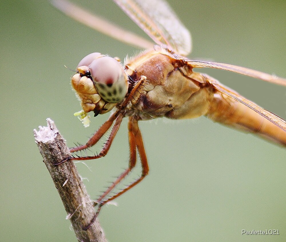 "Dragonfly eating Grass" by Paulette1021 | Redbubble