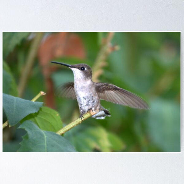 Item preview, Female Ruby Throated Hummingbird designed and sold by Bradley Sumner.