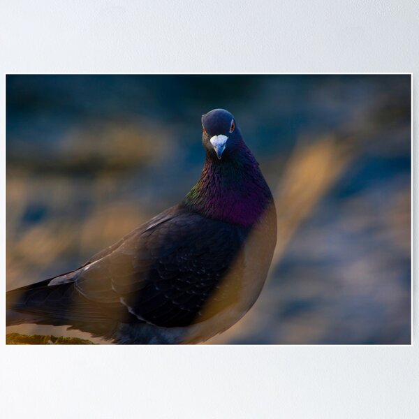 Item preview, Pigeon peek designed and sold by Philip Alexander.