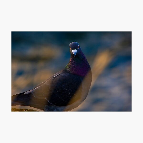 Item preview, Pigeon peek designed and sold by Philip Alexander.