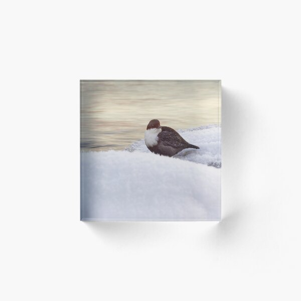 By the stream. White-throated dipper Acrylic Block