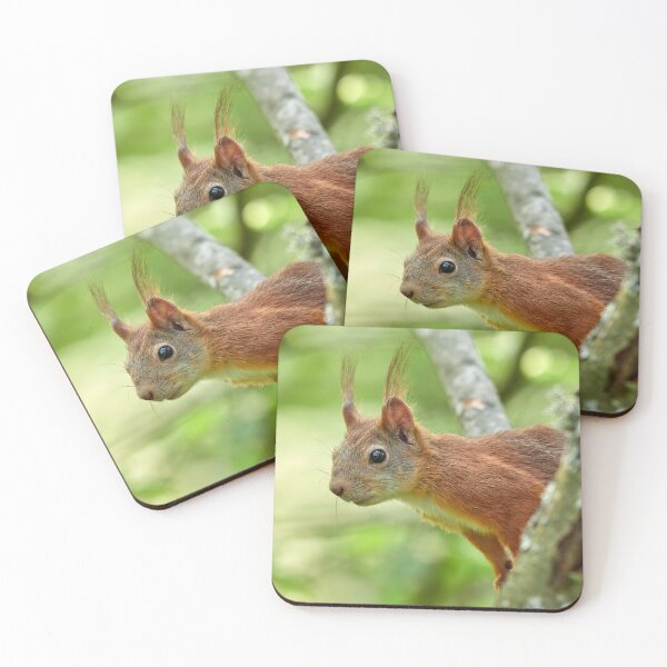 Item preview, Hello there. Red squirrel designed and sold by Jouko Lehto Photography.