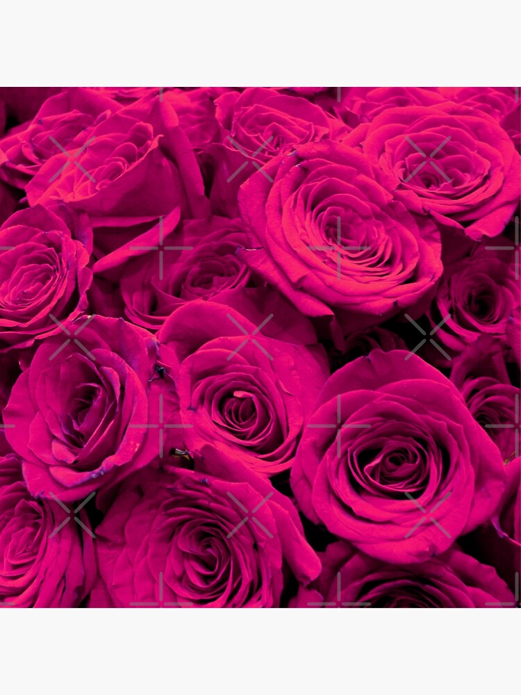 Romantische Heisse Rosa Rosen Galeriedruck Von Hollycooper Redbubble