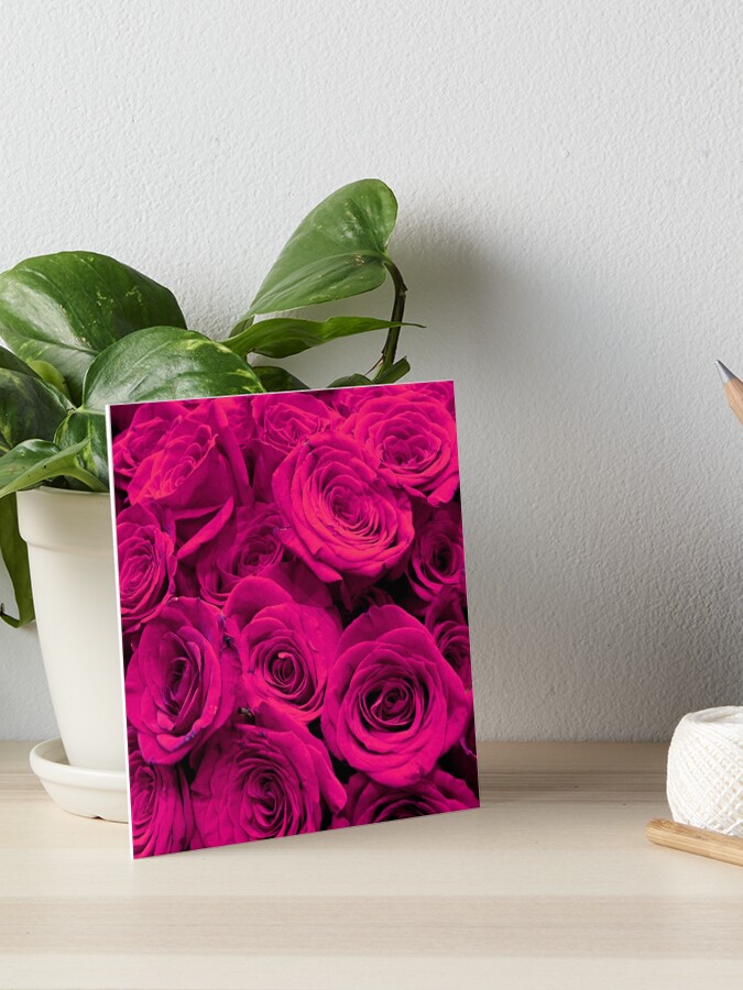 Romantische Heisse Rosa Rosen Galeriedruck Von Hollycooper Redbubble