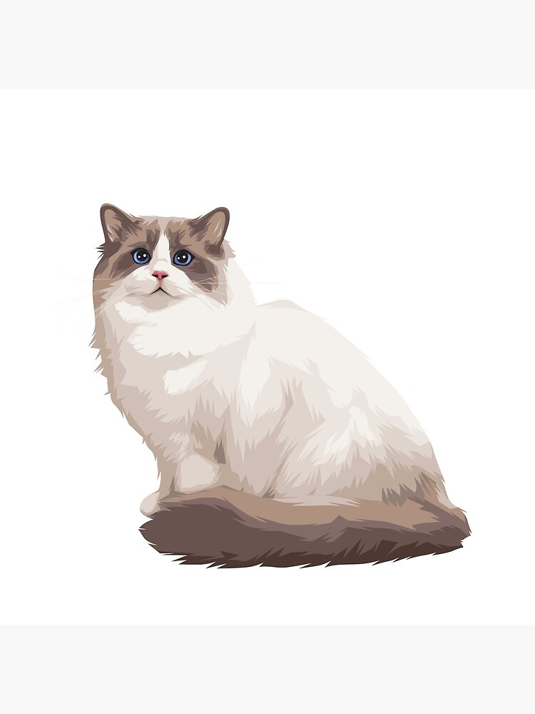 Ragdoll kitty Blue bicolor by RagdollsLOVE