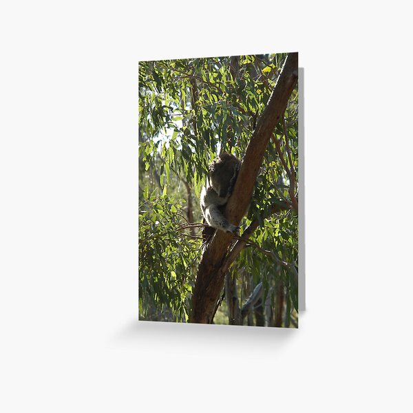 Sleeping Koala Greeting Card