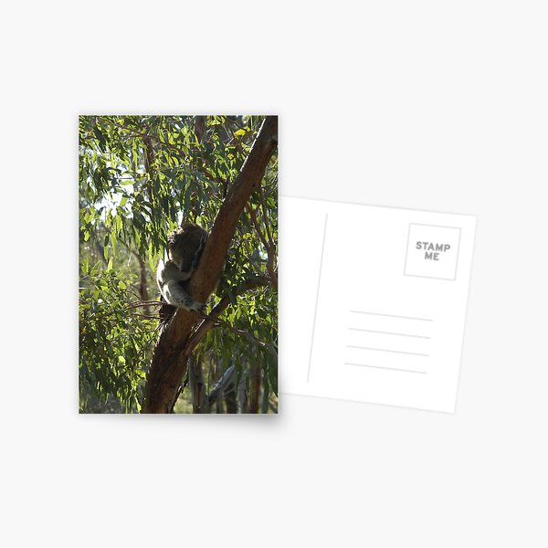 Sleeping Koala Postcard