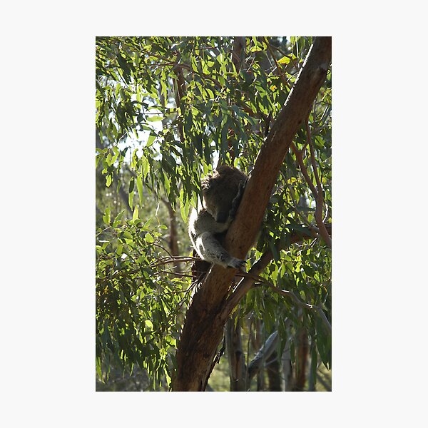 Sleeping Koala Photographic Print