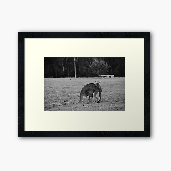 Eastern Grey Kangaroo (black and white) Framed Art Print