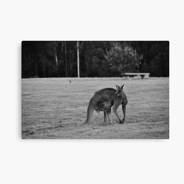 Eastern Grey Kangaroo (black and white) Canvas Print