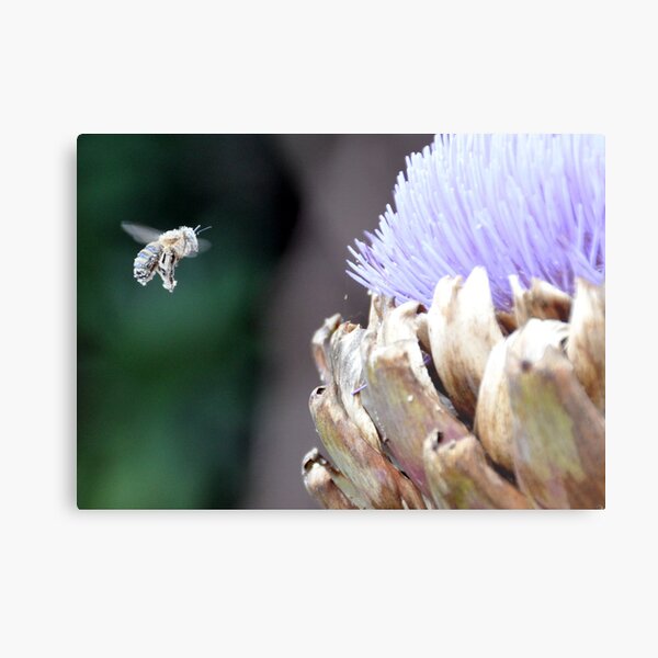 Pollen covered bee with artichoke flower Metal Print