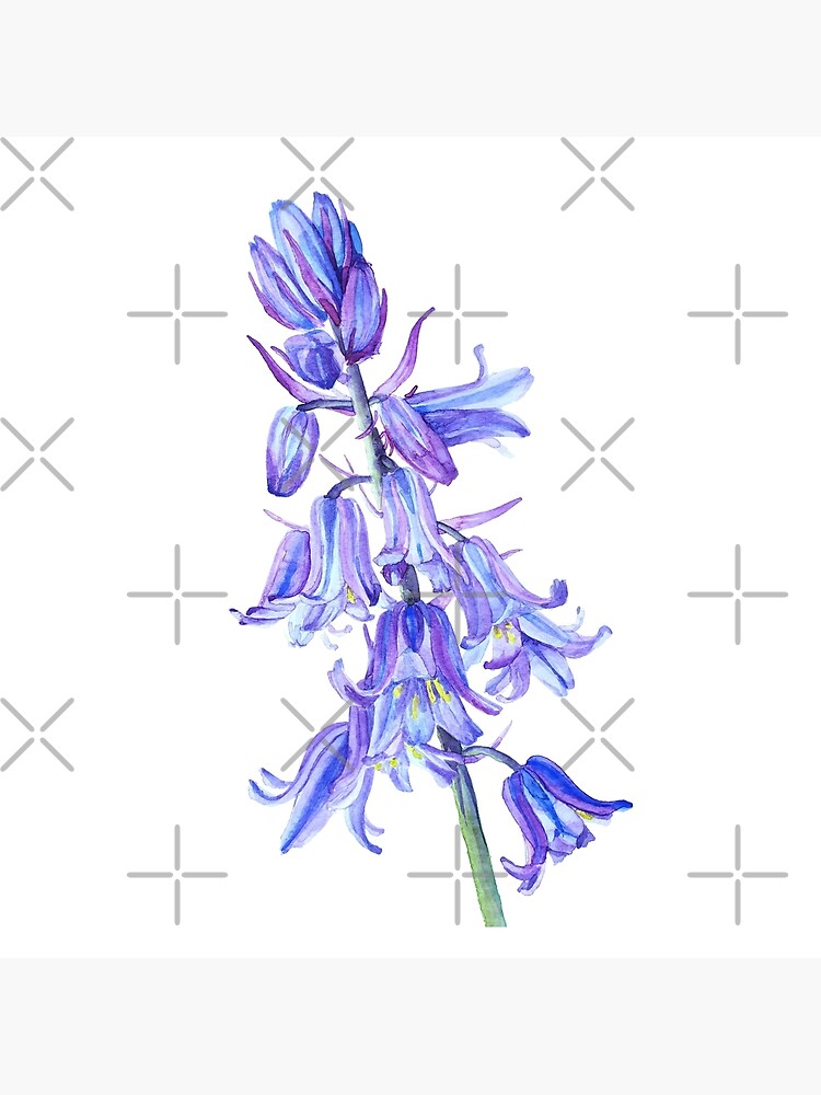 Bluebell flowers watercolour by CE-Designs