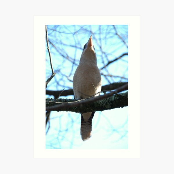 Kookaburra from below at Emerald Lake Park Art Print