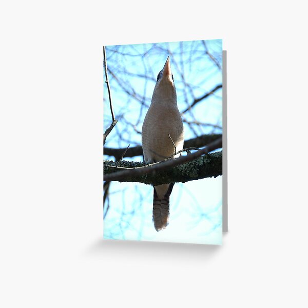 Kookaburra from below at Emerald Lake Park Greeting Card