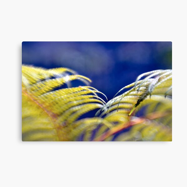 Tree fern Canvas Print