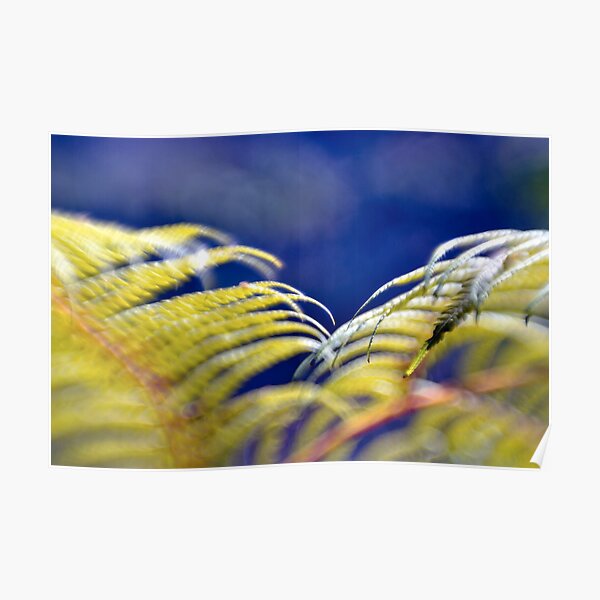 Tree fern Poster